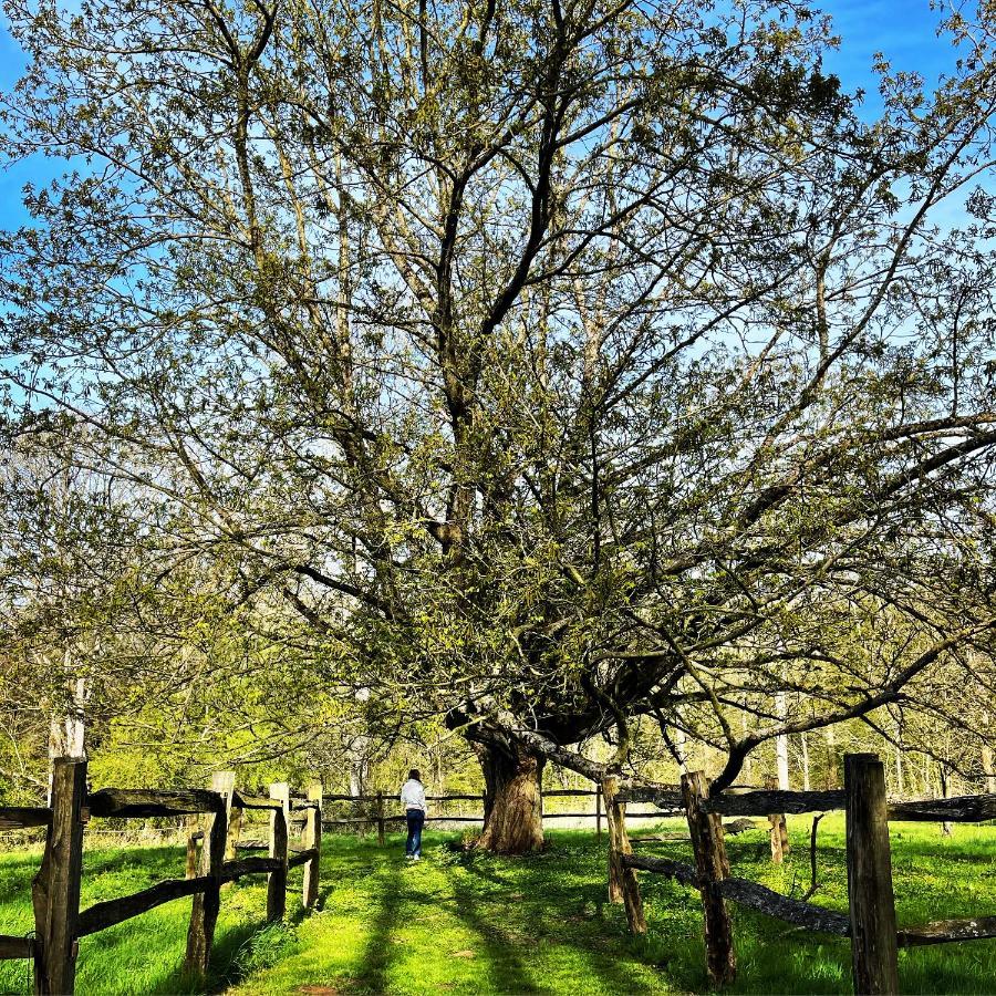 Domaine De Fresnoy Bed & Breakfast Loison-sur-Crequoise Bagian luar foto